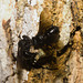 IMG 0282 stingless bee