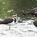 20230810 3748CwP [D~MS] Kiebitz, Rieselfelder Münster