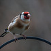Goldfinch-2