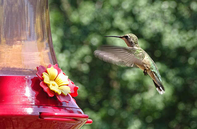 Ruby Throated Hummingbird