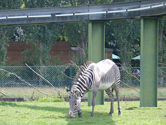 Chester Zoo (9) - 30 August 2016