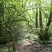 Tributary of Penn Brook flowing through Park Coppice