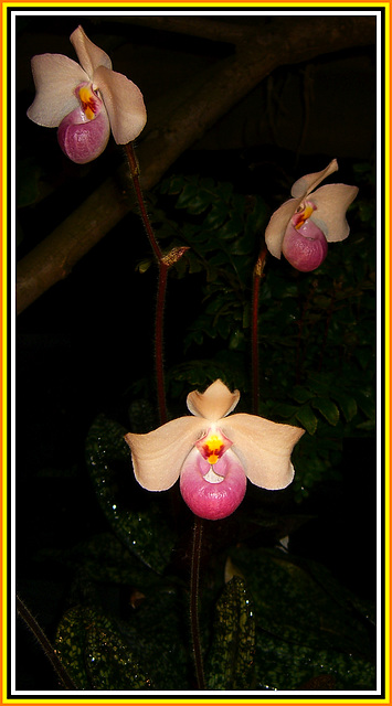 203 Schöne Frauenschuh- Orchidee