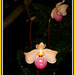 203 Schöne Frauenschuh- Orchidee