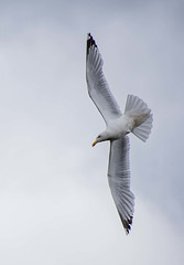 Gull in flight