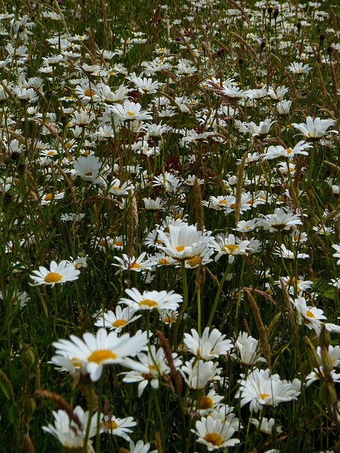 More daisies