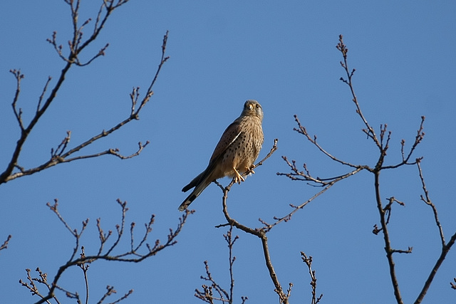 Turmfalke auf dünnem Zweig