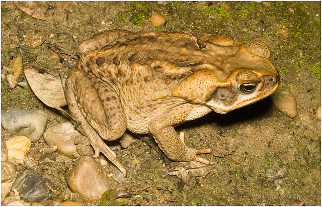 IMG 6661 Cane Toad