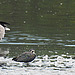 20230810 3749CPw [D~MS] Kiebitz, Graugans, Rieselfelder Münster