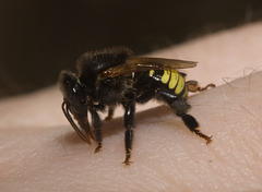IMG 3048 Sweat Bee-3