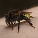 IMG 3048 Sweat Bee-3