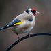Goldfinch