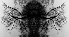 IMG 3566©IngoKrehl