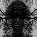 IMG 3566©IngoKrehl
