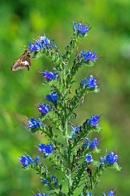 Viper's Bugloss