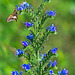 Viper's Bugloss