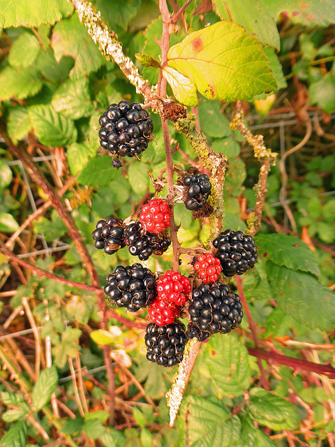 Blackberries