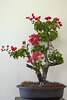 Reluctant Bonsai ??????