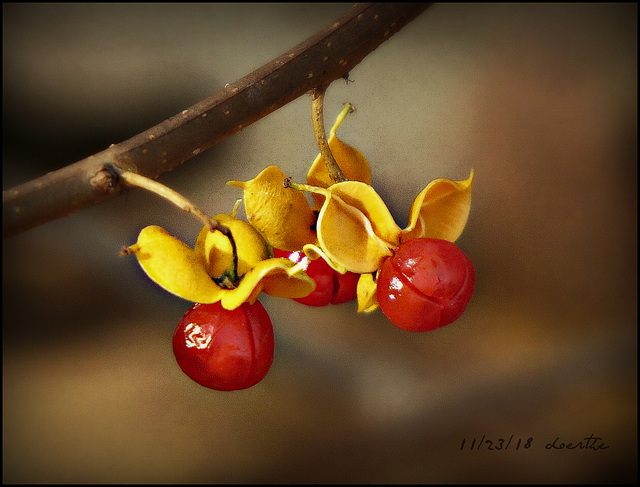 Bittersweet berries