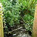 Tributary of Penn Brook culvert before entering Park Coppice