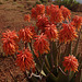 Aloe flowers - near the Erar Community Guesthouse