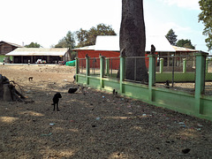 Chèvres et singes / Goats and monkeys (Laos)