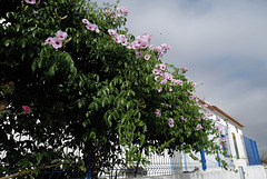 Pandorea jasminoides (Bignónia)