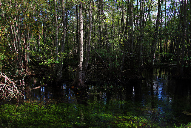 Les marais de la Conie en Eure-et-Loir