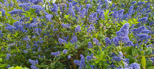 Garden Flowers