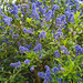 Garden Flowers