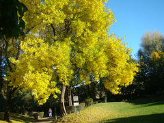 L'arbre en or