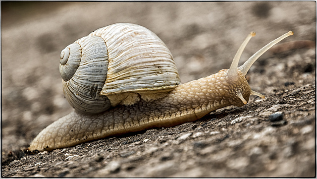 Herbie, mein Personaltrainer