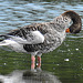 20230810 3750CPw [D~MS] Graugans, Rieselfelder Münster