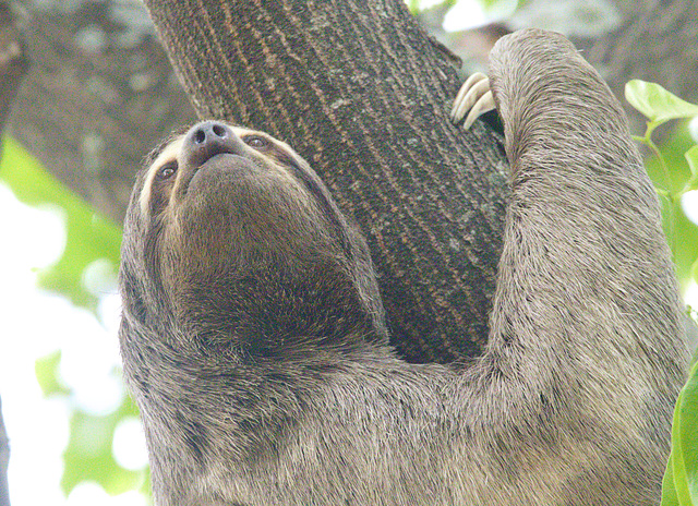 EF7A1790 Sloth