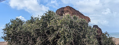 Nuage sur arganier / Clouds over an argan tree