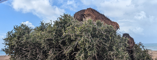 Nuage sur arganier / Clouds over an argan tree