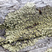 Lichen from the Whaleback hills