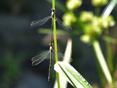 Western Willow Spreadwing in cop (Lestes viridis) DSB 1773