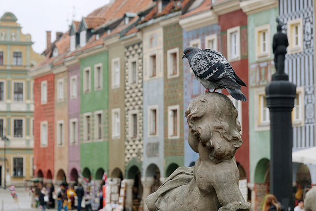 Les pigeons de la place (1)