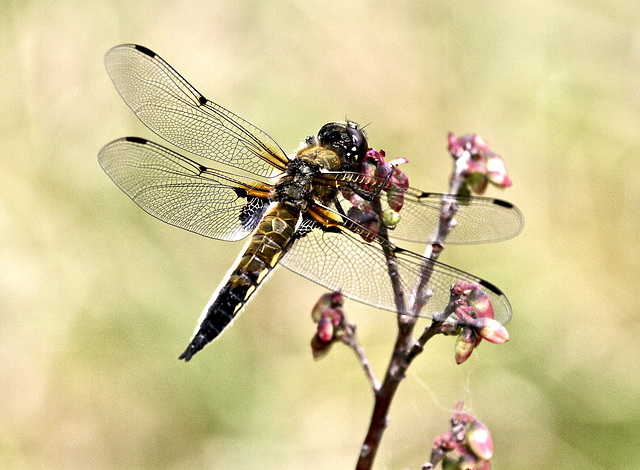 Libelle im Moor