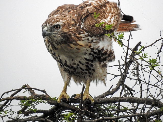 Day 1, Red-tailed Hawk / Buteo jamaicensis, southern Texas