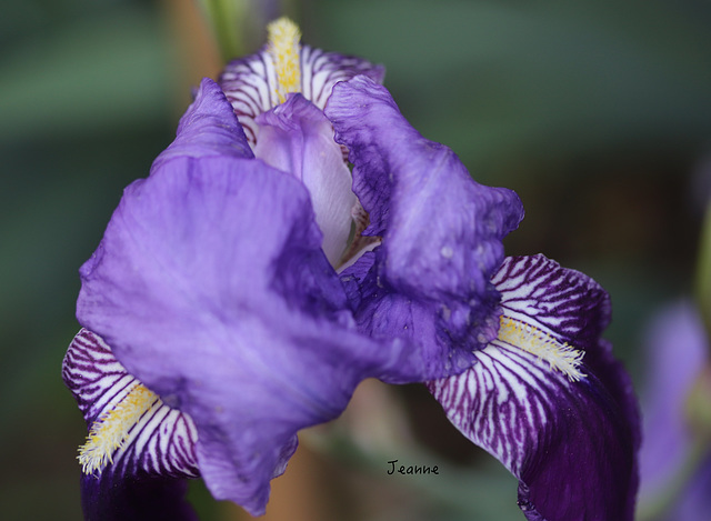 Iris de mon jardin