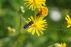 Schwebfliege  (Scaeva pyrastri) im Anflug