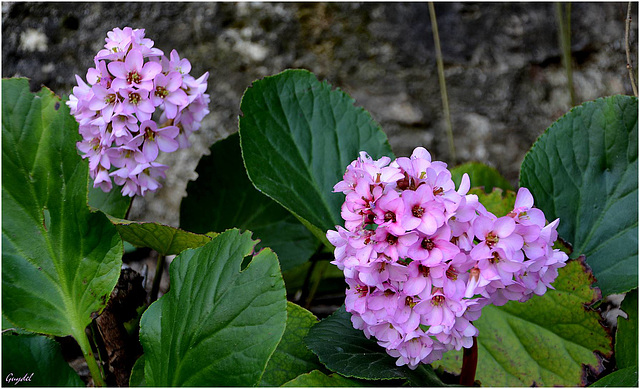 Duo de Bergenia Crassifolia ...