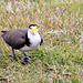 157/366 Nesting Lapwing