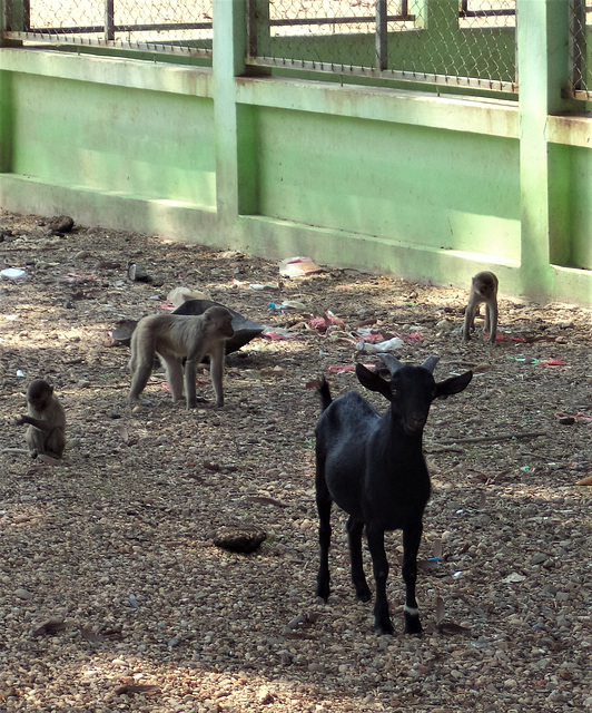 Singes et chèvres / Monkeys and goats (Laos)