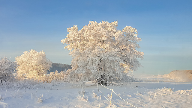 Frozen trees - frozen landscape