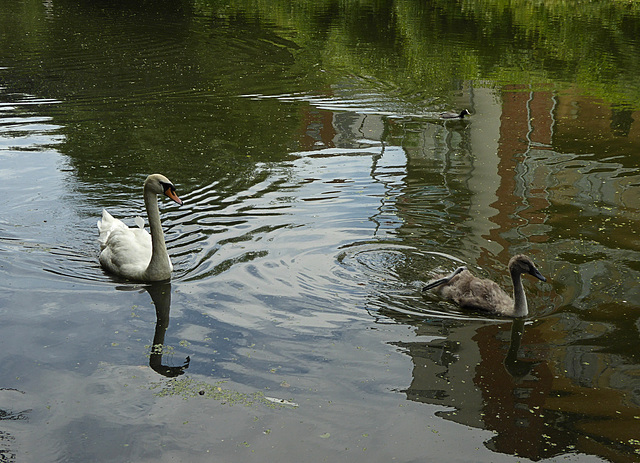 Swan mum and baby