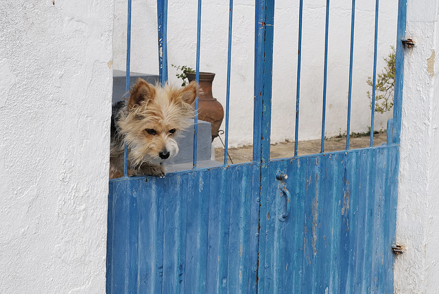 Penedos, Blues over blue ?