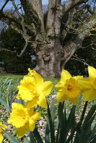 Bergahorn im Hirschpark